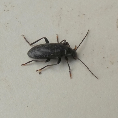 Homotrysis sp. (genus) (Darkling beetle) at Boro - 16 Nov 2023 by Paul4K