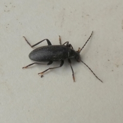 Homotrysis sp. (genus) (Darkling beetle) at Borough, NSW - 15 Nov 2023 by Paul4K