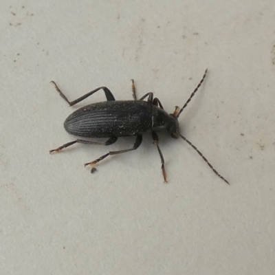 Homotrysis sp. (genus) (Darkling beetle) at Boro - 15 Nov 2023 by Paul4K