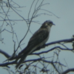 Cacomantis pallidus (Pallid Cuckoo) at Borough, NSW - 16 Nov 2023 by Paul4K