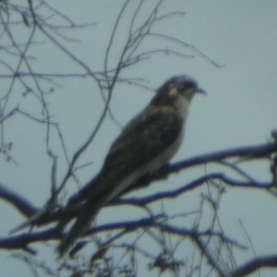 Cacomantis pallidus (Pallid Cuckoo) at Boro - 16 Nov 2023 by Paul4K