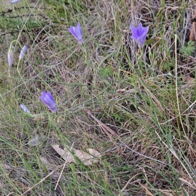 Wahlenbergia stricta subsp. stricta (Tall Bluebell) at Tuggeranong, ACT - 16 Nov 2023 by BethanyDunne