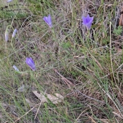 Wahlenbergia stricta subsp. stricta (Tall Bluebell) at Cooleman Ridge - 16 Nov 2023 by BethanyDunne