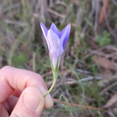 Wahlenbergia stricta subsp. stricta at Cooleman Ridge - 16 Nov 2023