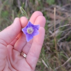 Wahlenbergia stricta subsp. stricta at Cooleman Ridge - 16 Nov 2023 07:41 PM