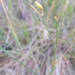 Tricoryne elatior (Yellow Rush Lily) at Tuggeranong, ACT - 16 Nov 2023 by BethanyDunne