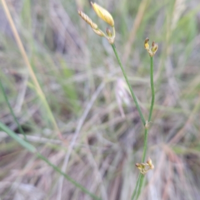 Tricoryne elatior (Yellow Rush Lily) at Tuggeranong, ACT - 16 Nov 2023 by BethanyDunne