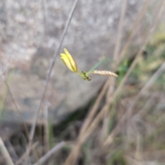 Tricoryne elatior at Cooleman Ridge - 16 Nov 2023