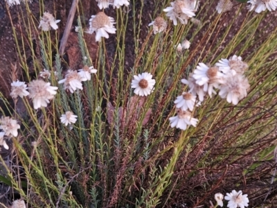 Rhodanthe anthemoides (Chamomile Sunray) at Cooleman Ridge - 16 Nov 2023 by BethanyDunne