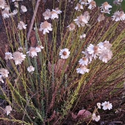 Rhodanthe anthemoides (Chamomile Sunray) at Cooleman Ridge - 16 Nov 2023 by BethanyDunne