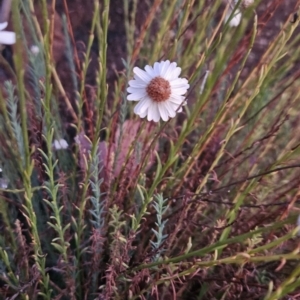 Rhodanthe anthemoides at Cooleman Ridge - 16 Nov 2023 08:05 PM