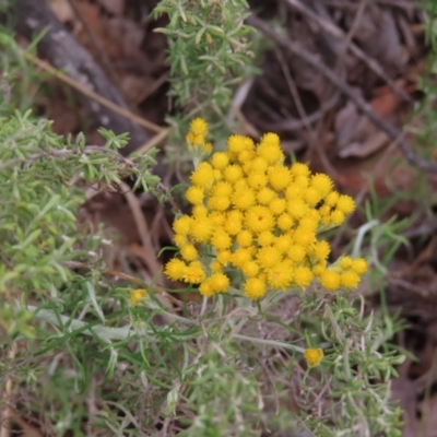 Chrysocephalum semipapposum (Clustered Everlasting) at Tuggeranong, ACT - 14 Nov 2023 by MatthewFrawley