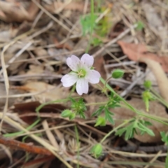 Geranium sp.3 at Tuggeranong, ACT - 14 Nov 2023 by MatthewFrawley