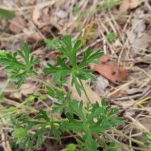 Geranium sp. Narrow lobes (G.S.Lorimer 1771) Vic. Herbarium at Kambah Pool - 14 Nov 2023 11:06 AM