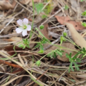 Geranium sp. Narrow lobes (G.S.Lorimer 1771) Vic. Herbarium at Kambah Pool - 14 Nov 2023 11:06 AM