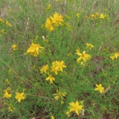 Hypericum perforatum (St John's Wort) at Kambah Pool - 14 Nov 2023 by MatthewFrawley