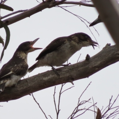 Cracticus torquatus (Grey Butcherbird) at Bullen Range - 14 Nov 2023 by MatthewFrawley