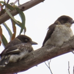 Cracticus torquatus at Bullen Range - 14 Nov 2023