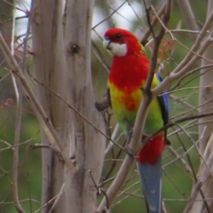 Platycercus eximius at Kambah Pool - 14 Nov 2023