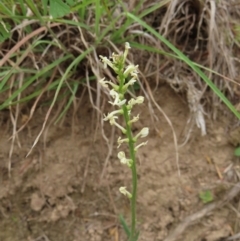 Stackhousia monogyna (Creamy Candles) at Bullen Range - 14 Nov 2023 by MatthewFrawley