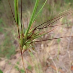 Themeda triandra (Kangaroo Grass) at Bullen Range - 14 Nov 2023 by MatthewFrawley