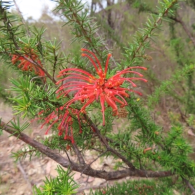 Grevillea juniperina subsp. fortis (Grevillea) at Tuggeranong, ACT - 14 Nov 2023 by MatthewFrawley