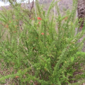 Grevillea juniperina subsp. fortis at Bullen Range - 14 Nov 2023