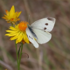 Pieris rapae (Cabbage White) at Tuggeranong, ACT - 14 Nov 2023 by MatthewFrawley