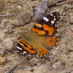 Vanessa kershawi (Australian Painted Lady) at Bullen Range - 14 Nov 2023 by MatthewFrawley