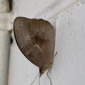 Heteronympha merope at Mitchell, ACT - 16 Nov 2023 07:35 AM