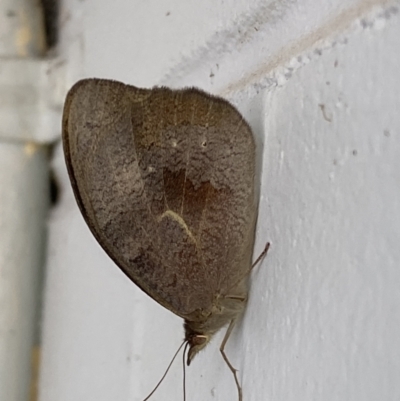 Heteronympha merope (Common Brown Butterfly) at Mitchell, ACT - 15 Nov 2023 by SteveBorkowskis