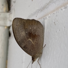 Heteronympha merope at Mitchell, ACT - 16 Nov 2023 07:35 AM