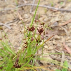 Schoenus apogon (Common Bog Sedge) at Tuggeranong, ACT - 14 Nov 2023 by MatthewFrawley