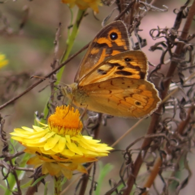 Heteronympha merope (Common Brown Butterfly) at Bullen Range - 14 Nov 2023 by MatthewFrawley