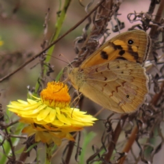 Heteronympha merope at Bullen Range - 14 Nov 2023 11:25 AM