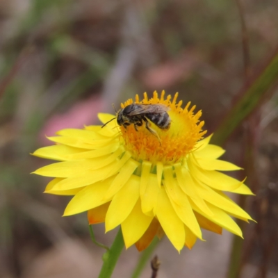 Lasioglossum (Chilalictus) sp. (genus & subgenus) (Halictid bee) at Tuggeranong, ACT - 14 Nov 2023 by MatthewFrawley