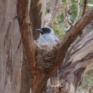 Coracina novaehollandiae at Kambah Pool - 14 Nov 2023