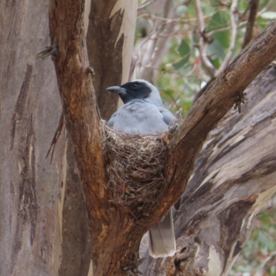 Coracina novaehollandiae (Black-faced Cuckooshrike) at Tuggeranong, ACT - 14 Nov 2023 by MatthewFrawley