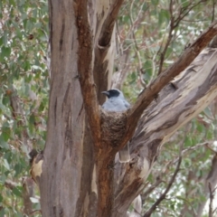 Coracina novaehollandiae at Kambah Pool - 14 Nov 2023