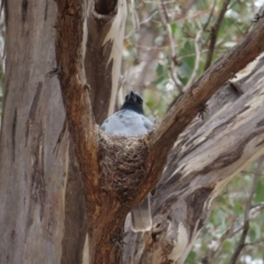 Coracina novaehollandiae at Kambah Pool - 14 Nov 2023