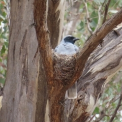 Coracina novaehollandiae at Kambah Pool - 14 Nov 2023