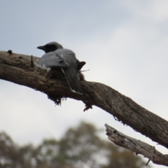 Coracina novaehollandiae at Kambah Pool - 14 Nov 2023