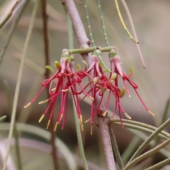 Amyema cambagei (Sheoak Mistletoe) at Tuggeranong, ACT - 14 Nov 2023 by MatthewFrawley