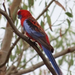 Platycercus elegans at Kambah Pool - 14 Nov 2023