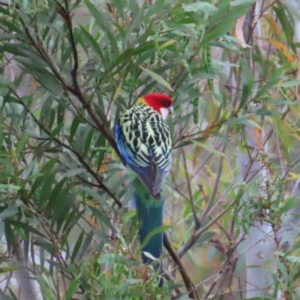 Platycercus eximius at Kambah Pool - 14 Nov 2023