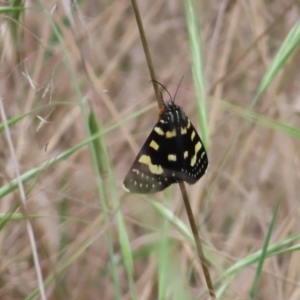 Phalaenoides tristifica at Kambah Pool - 14 Nov 2023