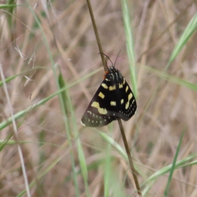 Phalaenoides tristifica (Willow-herb Day-moth) at Tuggeranong, ACT - 14 Nov 2023 by MatthewFrawley