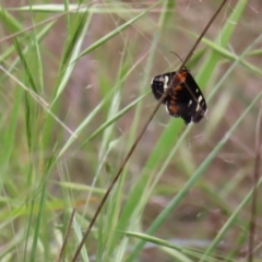 Phalaenoides tristifica at Kambah Pool - 14 Nov 2023