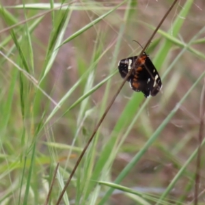 Phalaenoides tristifica at Kambah Pool - 14 Nov 2023