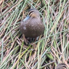 Anas superciliosa (Pacific Black Duck) at Kambah, ACT - 14 Nov 2023 by MatthewFrawley